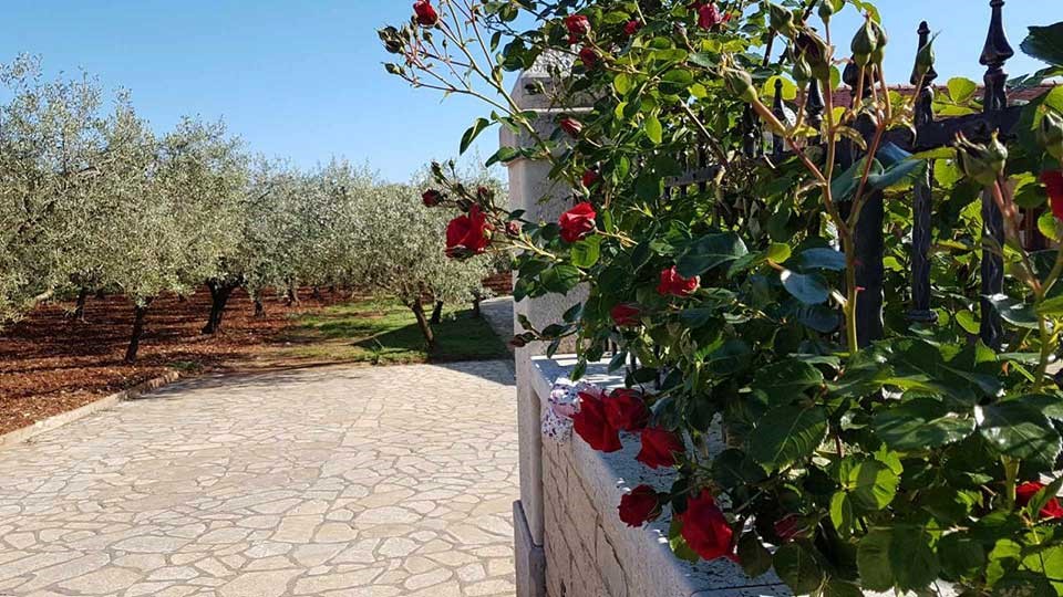 Istra najkvalitetnija maslinarska svjetska regija